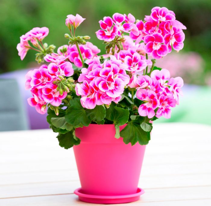 Герань (пеларгония) Герань (пеларгония)